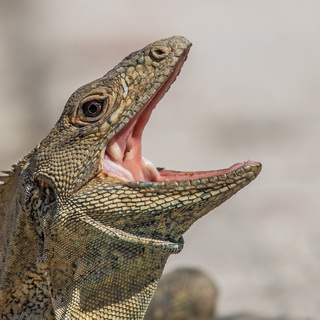 Carara - Black iguana